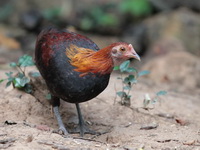 Red Junglefowl - male  - Kaeng Krachan