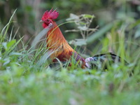 Red Junglefowl - male  - Khao Yai NP