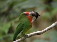 Red-bearded Bee-eater - female  - Kaeng Krachan NP