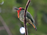 Red-bearded Bee-eater - female  - Khao Luang Krung Ching NP