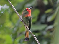 Red-bearded Bee-eater - female  - Khao Luang Krung Ching NP