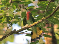 Red-bearded Bee-eater - male  - Khao Sok NP