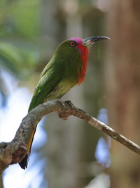 Red-bearded Bee-eater - male  - Kaeng Krachan NP