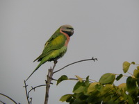 Red-breasted Parakeet - female  - Huay Kha Kaeng WS