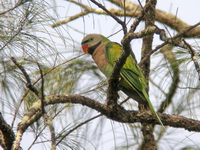 Red-breasted Parakeet - male  - Laem Son NP