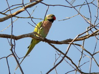 Red-breasted Parakeet - male  - Khao Yai NP