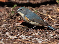 Red-flanked Bluetail - male  - Doi Lang