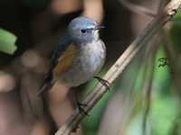 Red-flanked Bluetail - male  - Doi Lang