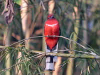 Red-headed Trogon - male  - Nam Nao NP