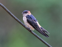 Red-rumped Swallow  - Khao Soi Dao WS