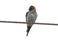 Red-rumped Swallow  - Phang Nga