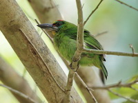 Red-throated Barbet - female  - Khao Luang Krung Ching NP