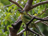 Red-throated Barbet - immature male  - Ton Nga Chang WS