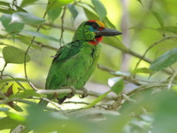 Red-throated Barbet - male  - Khao Luang Krung Ching NP
