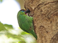 Red-throated Barbet - male  - Khao Luang Krung Ching NP