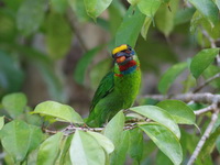 Red-throated Barbet - male  - Phuket