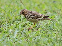 Red-throated Pipit  - Mae Wong NP