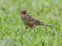 Red-throated Pipit  - Mae Wong NP