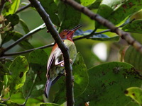 Red-throated Sunbird  - male  - Bala