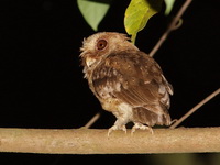 Reddish Scops Owl  - Bala
