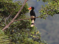 Rhinocerous Hornbill - female  - Bala