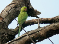 Rose-ringed Parakeet - female  - Phuket