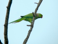 Rose-ringed Parakeet - male  - Phuket