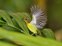 Ruby-cheeked Sunbird - female  - Khao Luang Krung Ching NP