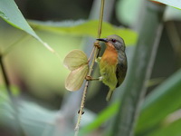 Ruby-cheeked Sunbird - female  - Khao Pra Bang Khram WS