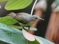 Ruby-cheeked Sunbird - immature  - Khao Pra Bang Khram WS