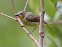 Ruby-cheeked Sunbird - immature male  - Bang Phat