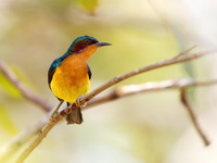 Ruby-cheeked Sunbird - male  - Kaeng Krachan NP