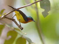 Ruby-cheeked Sunbird - male  - Kaeng Krachan NP