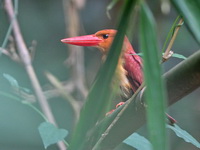 Ruddy Kingfisher  - Phuket