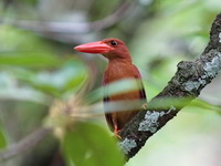 Ruddy Kingfisher  - Phang Nga