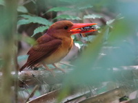 Ruddy Kingfisher  - Trang BG