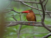 Ruddy Kingfisher  - Ao Phang Nga NP
