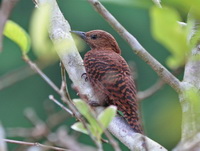 Rufous Woodpecker - female  - Satun