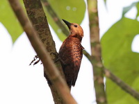Rufous Woodpecker - female  - Satun