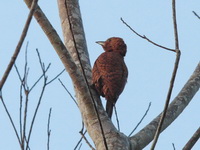 Rufous Woodpecker - male  - Nam Nao NP