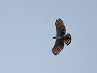 Rufous-bellied Eagle - juvenile  - Khao Yai NP