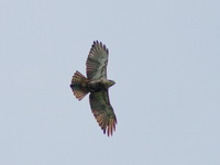 Rufous-bellied Eagle - juvenile  - Bala