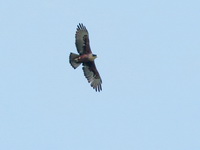 Rufous-bellied Eagle  - Sri Phang Nga NP