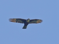 Rufous-bellied Eagle  - Kaeng Krachan NP