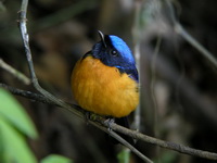 Rufous-bellied Niltava - male  - Doi Inthanon NP