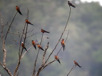 Rufous-bellied Swallow  - Thale Ban NP