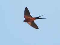 Rufous-bellied Swallow  - Krabi