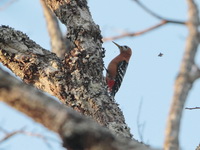 Rufous-bellied Woodpecker  - Mae Ping NP