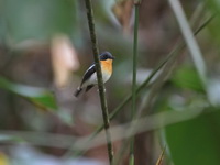 Rufous-chested Flycatcher - male  - Bala