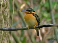 Rufous-collared Kingfisher - female  - Khao Sok NP